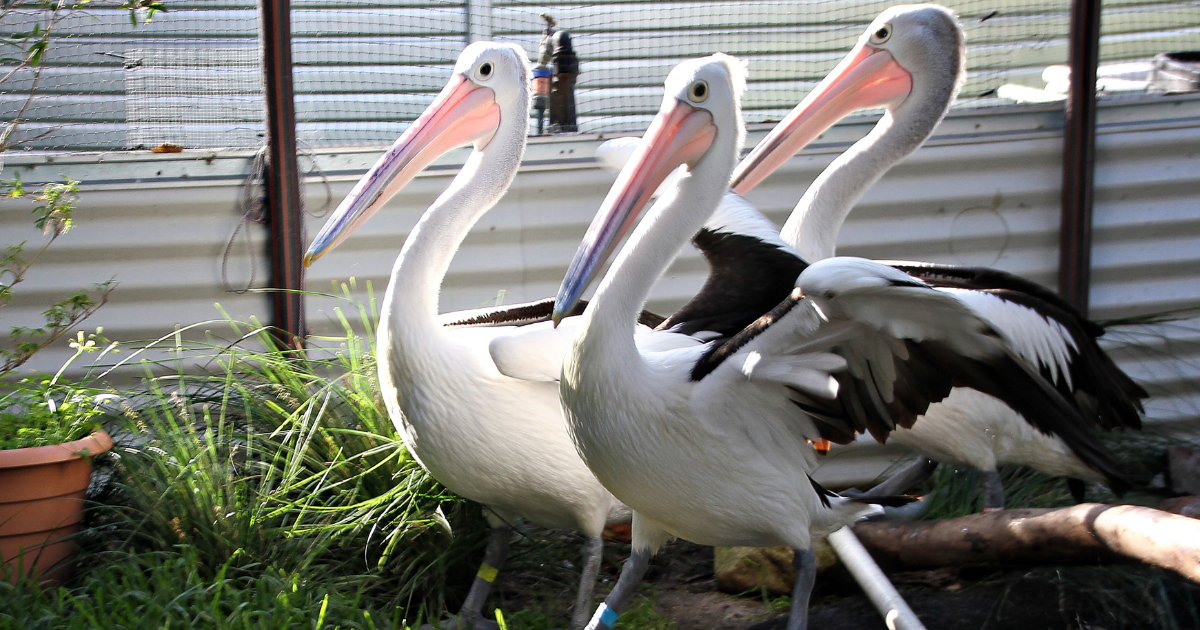 Coming Together to Save Pelicans After the Western Australia Oil Spill