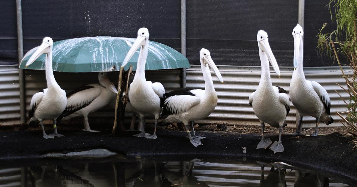 Coming Together to Save Pelicans After the Western Australia Oil Spill