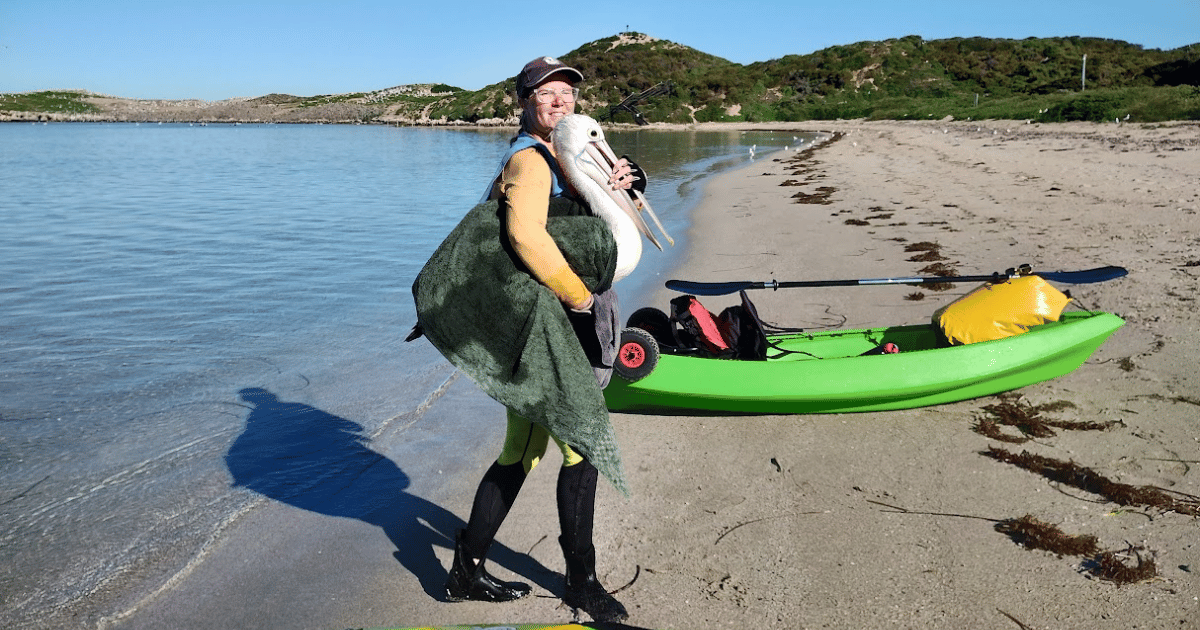 Coming Together to Save Pelicans After the Western Australia Oil Spill