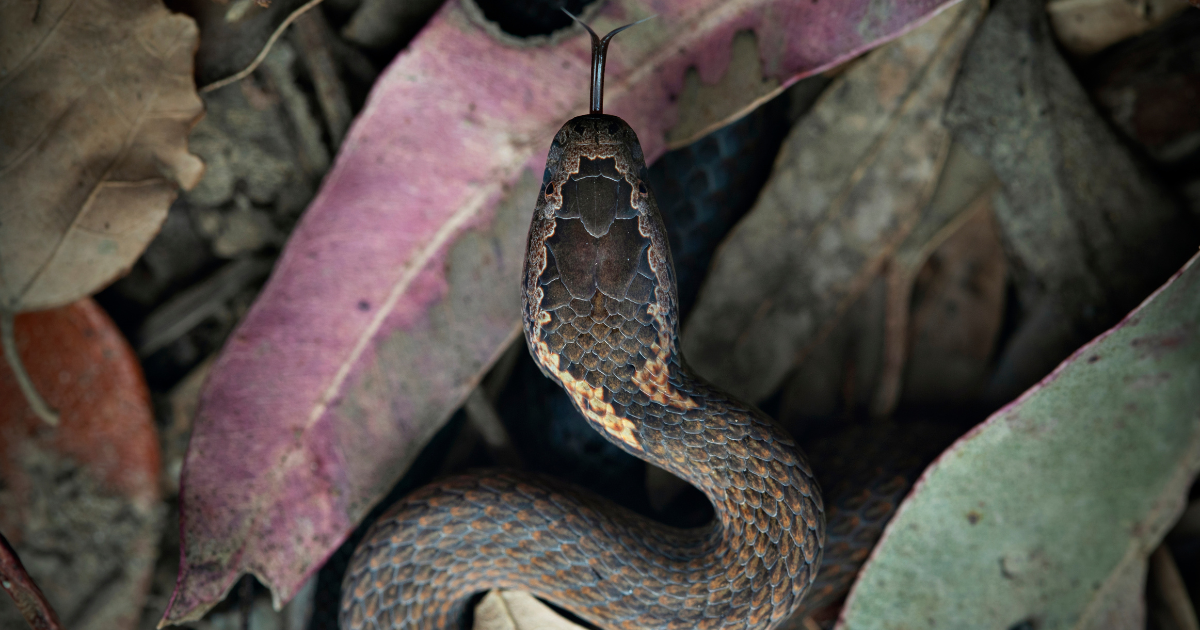 WIRES Snake Handling Training 