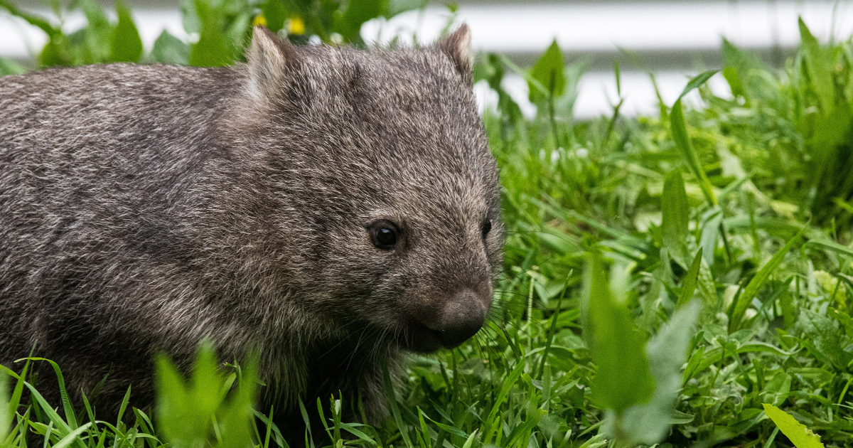 Noël's Christmas Miracle