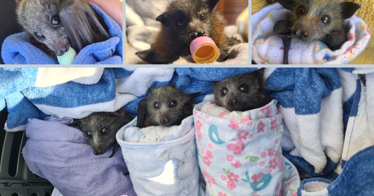Flying Fox Mass Death Event: WIRES' Efforts to Protect and Preserve