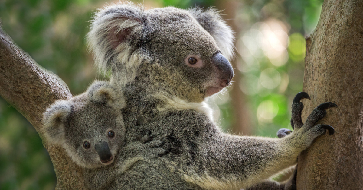 Securing Koala Survival: Appin Road Wildlife Crossings Fall Short ...