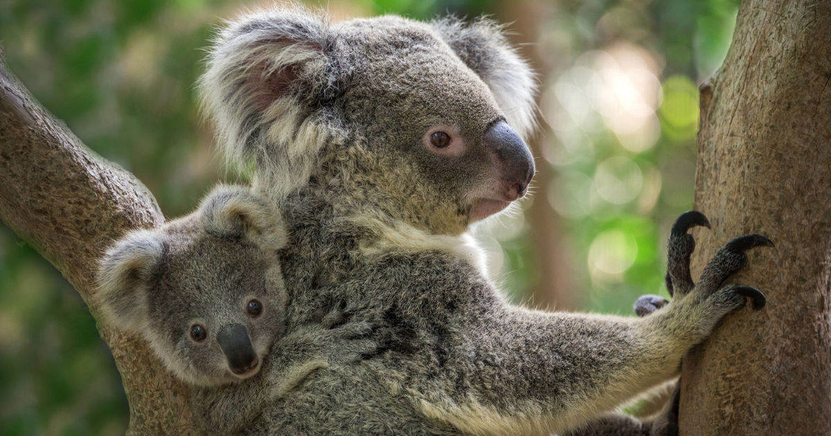 Securing Koala Survival: Appin Road Wildlife Crossings Fall Short, Urgent Need for Overpasses