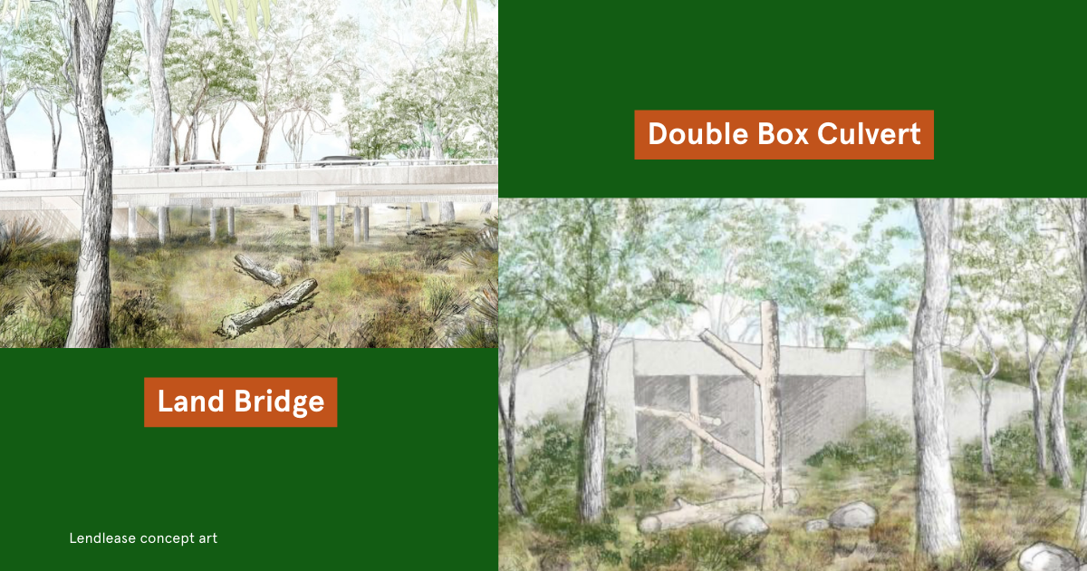 Securing Koala Survival: Appin Road Wildlife Crossings Fall Short, Urgent Need for Overpasses