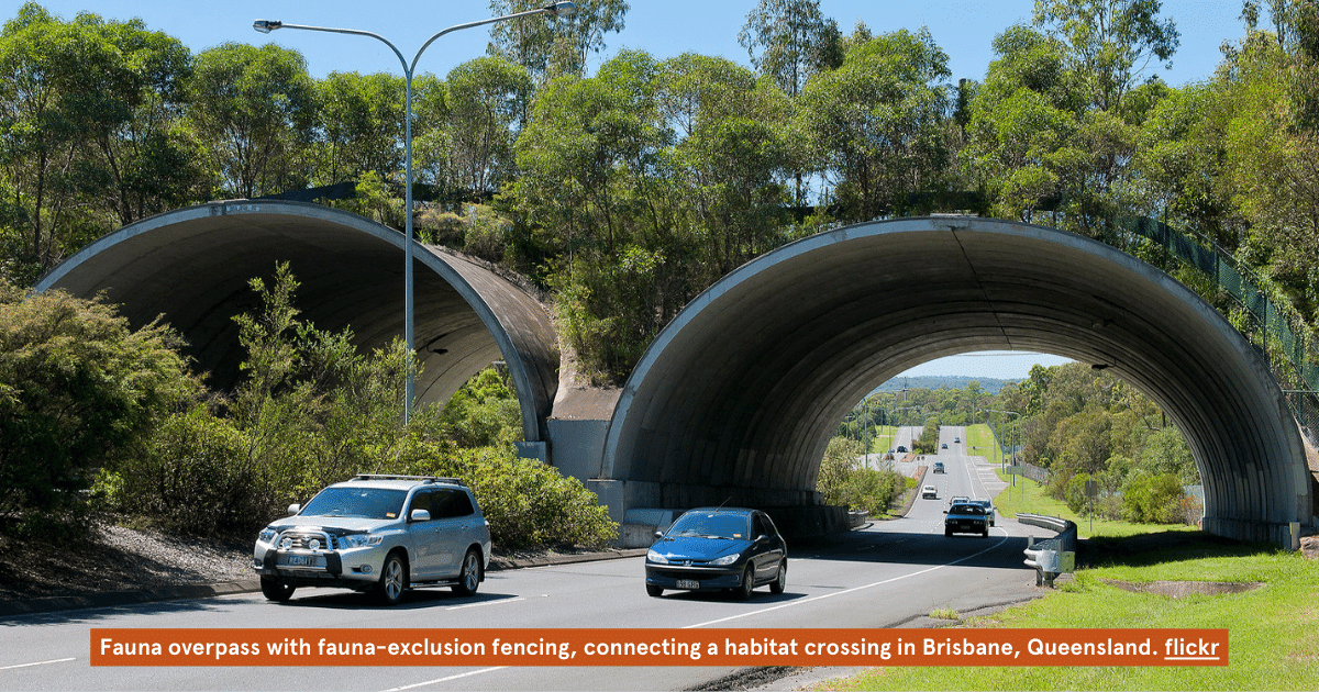 Securing Koala Survival: Appin Road Wildlife Crossings Fall Short, Urgent Need for Overpasses