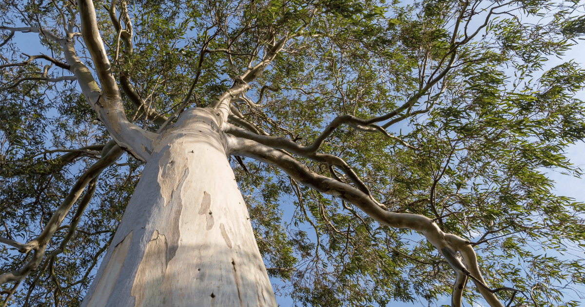 Celebrating National Eucalypt Day