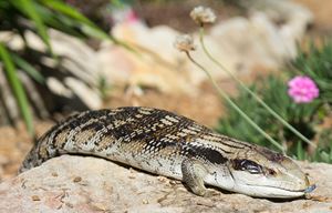 Snakes shy and reclusive