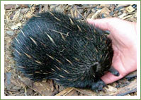 Wet and wandering echidna 