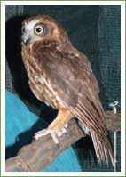 Entangled Owl