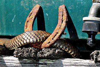 Snakes shy and reclusive