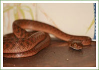 Brown tree snake