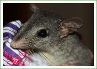 The love life of a Brush-tailed phascogale 
