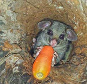 Help WIRES to put food in the mouths of hungry animals