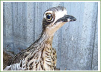 Bush Stone Curlew browses the boutiques