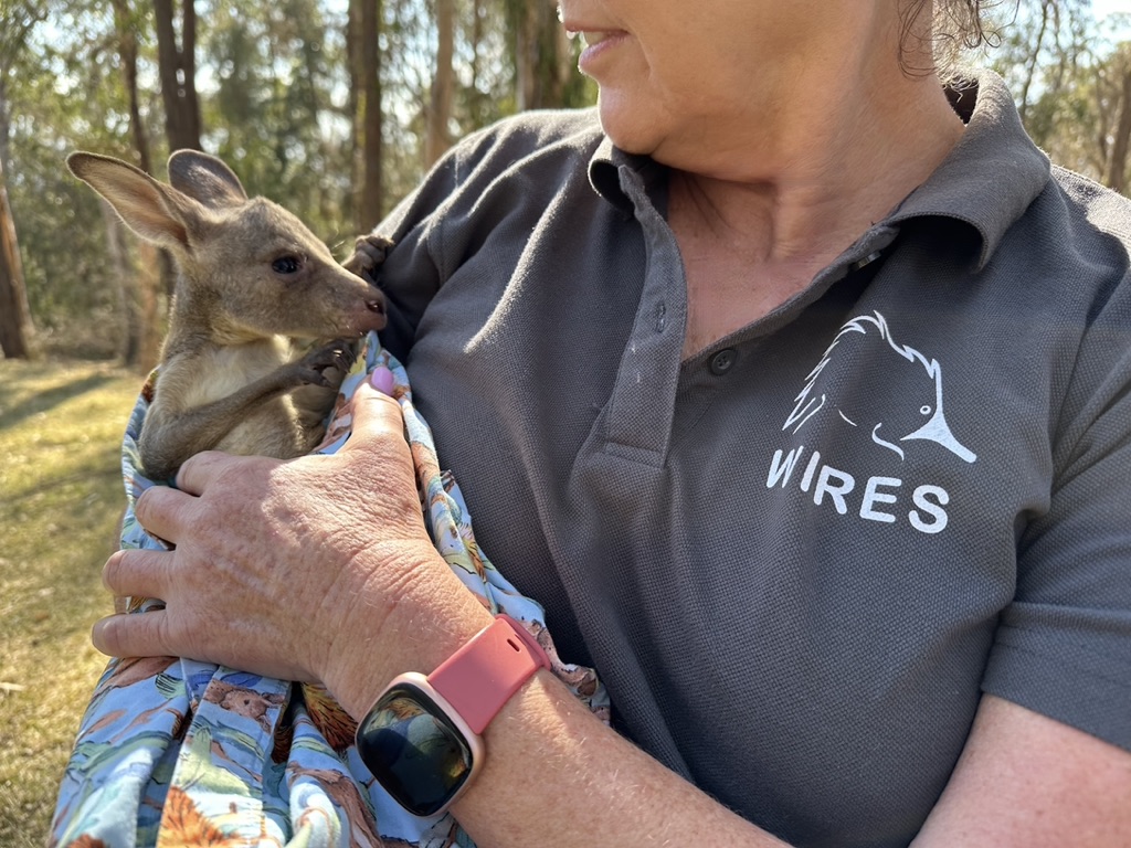 Why become a wildlife carer?