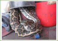Carpet Python hitches a ride
