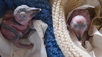 Miracle Kookaburras survive against odds with some help from WIRES
