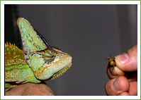 Chameleon