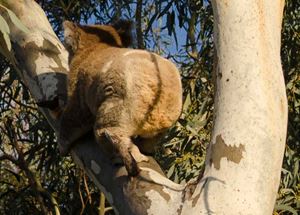 Laid back koala makes an impression
