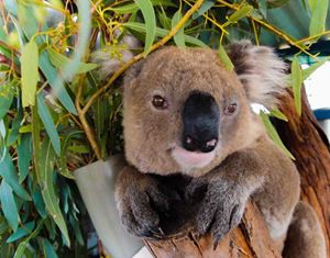 Laid back koala makes an impression
