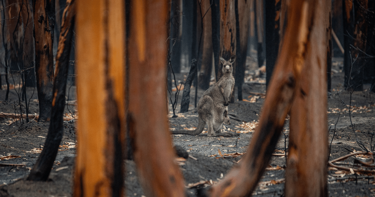 Canberra Excludes Wildlife Rescuers from Disaster Preparedness: A Call for Action