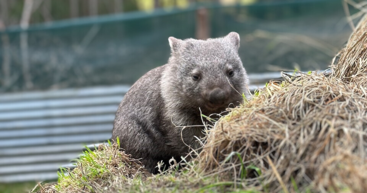 Noël's Christmas Miracle