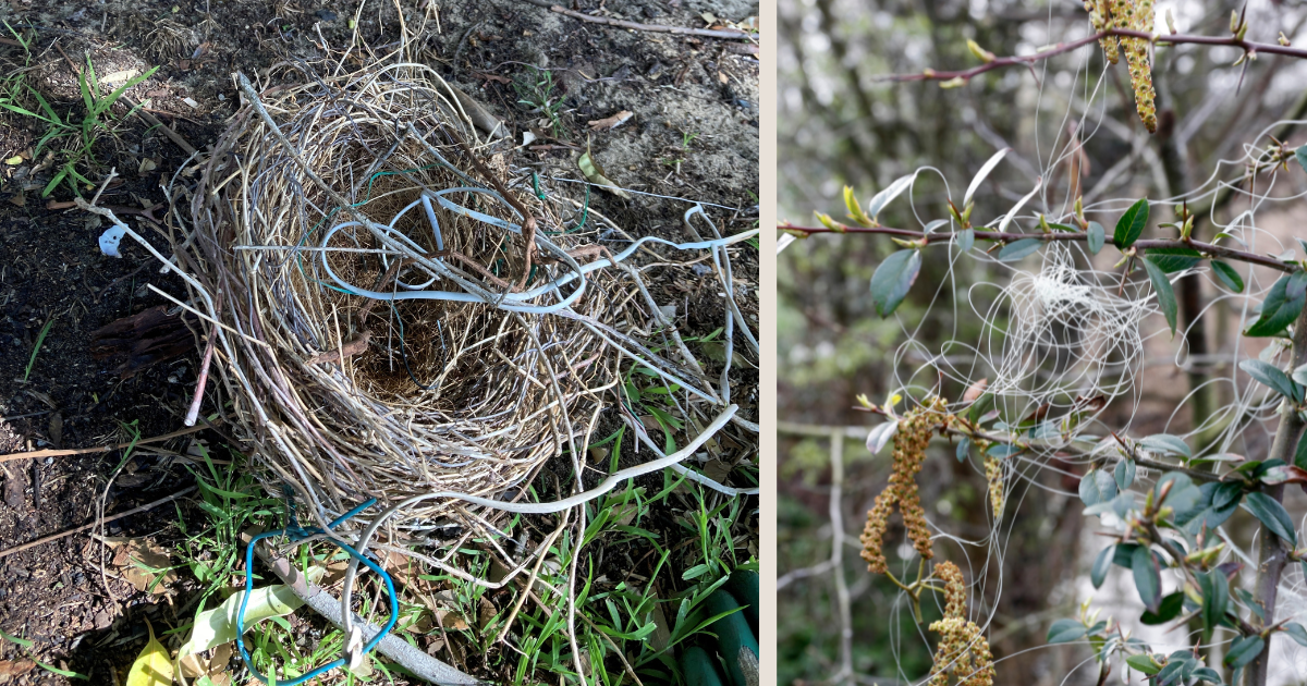 Untangling Wildlife: The Silent Threat of Discarded Fishing Gear
