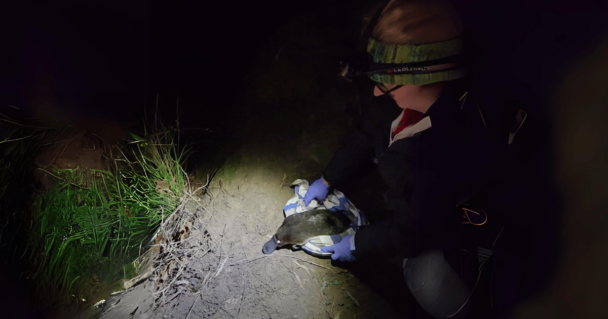 WIRES Research Grant Recipient Aims to Protect Platypus Populations