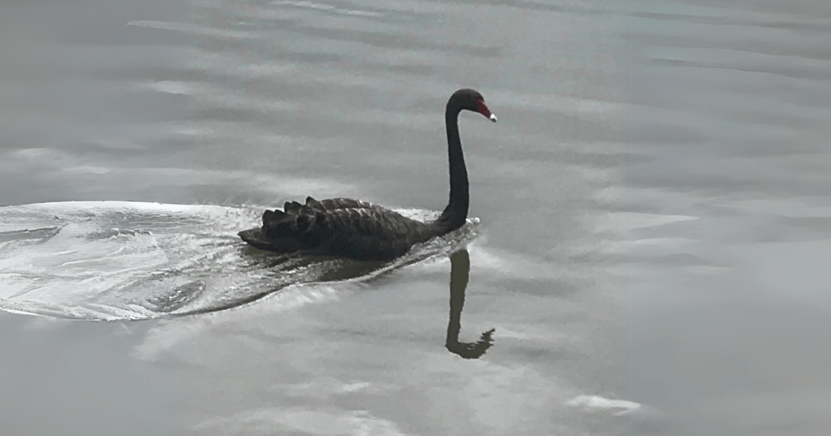 WIRES Teams Up With SES To Save Black Swan