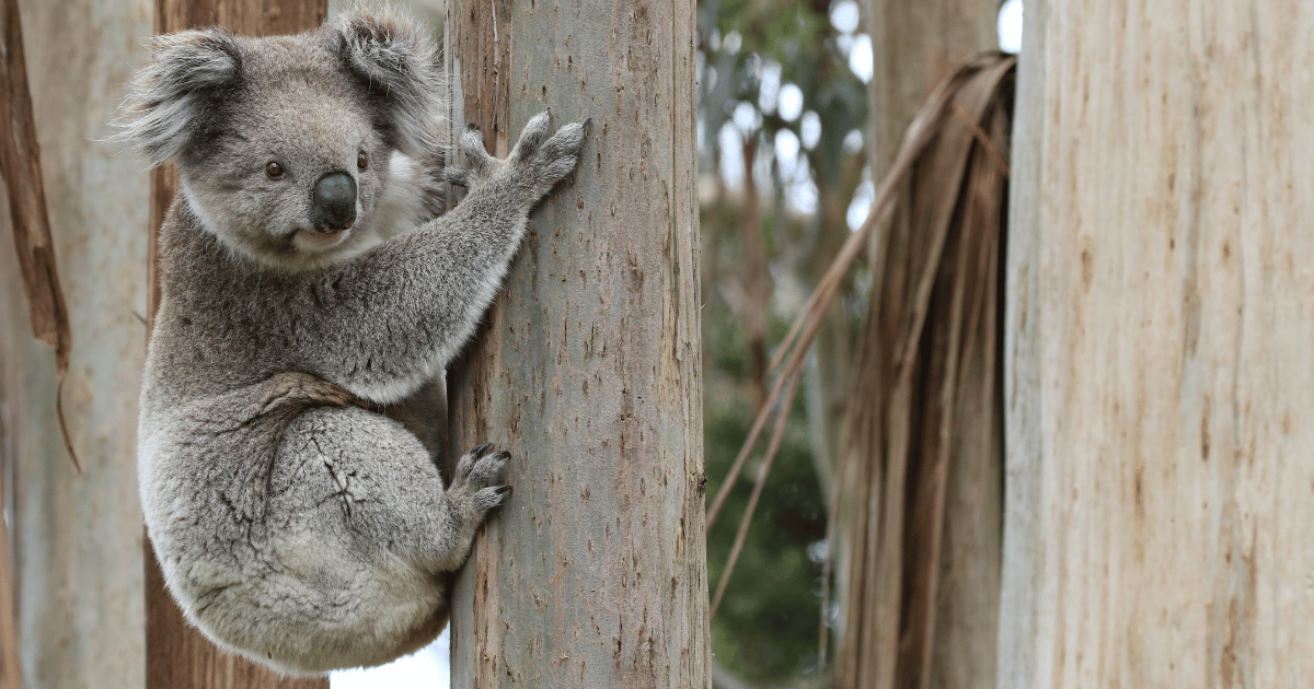 NSW Koala Strategy Under Review Amidst Threat of Extinction