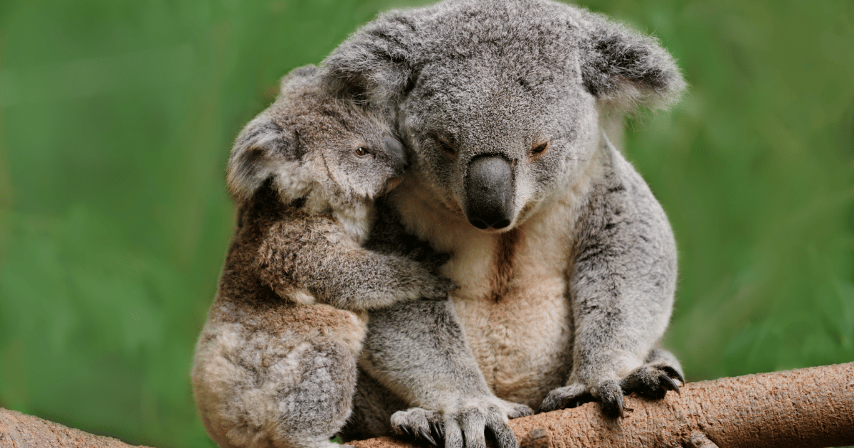 NSW Koala Strategy Under Review Amidst Threat of Extinction