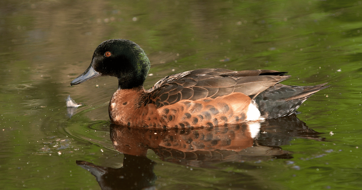 Feathers of Change: Native Duck Identification Project