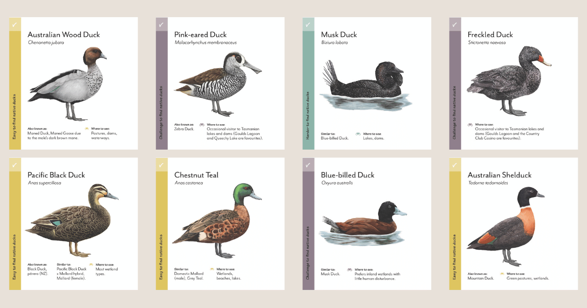 Feathers of Change: Native Duck Identification Project
