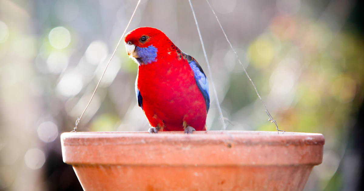 Emergency Food, Water and Shelter for Wildlife