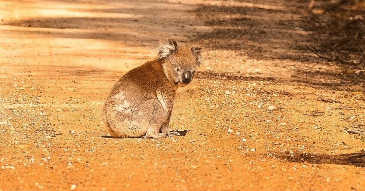 Canberra Excludes Wildlife Rescuers from Disaster Preparedness: A Call for Action