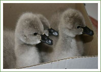Cygnets adrift in flooding 