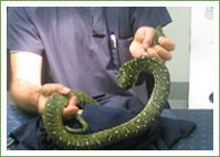 Netting a hazard for python