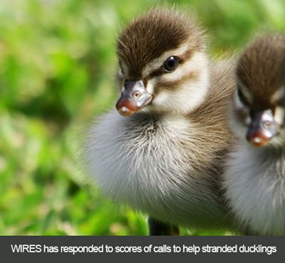 Native animals are calling all heroes