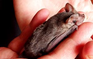 New Bat Rehabilitation Centre opens at Goulburn