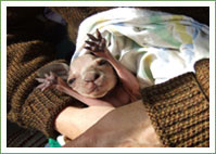 Kindness for Eastern Grey Joey