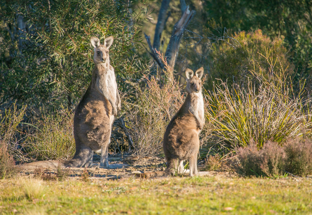 How a Community Saved a Kangaroo Mob from Ticks