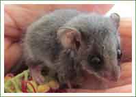 Eastern Pygmy-possum rescued in northern Sydney