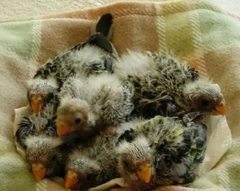 Vigilant and proactive Excavator operator helps chicks