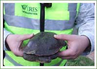 Eastern snake-necked turtle