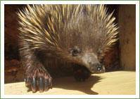 echidna-tangles-with-traffic	
