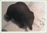Excavated echidna puggle - progress report