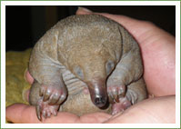 Echidna puggle