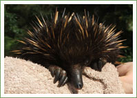 New Carer tends to Echidna 