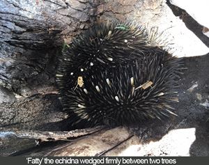 How to rescue an echidna